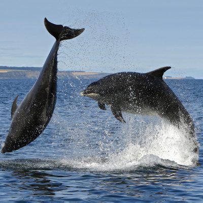 Why are whales and dolphins important for the oceans?