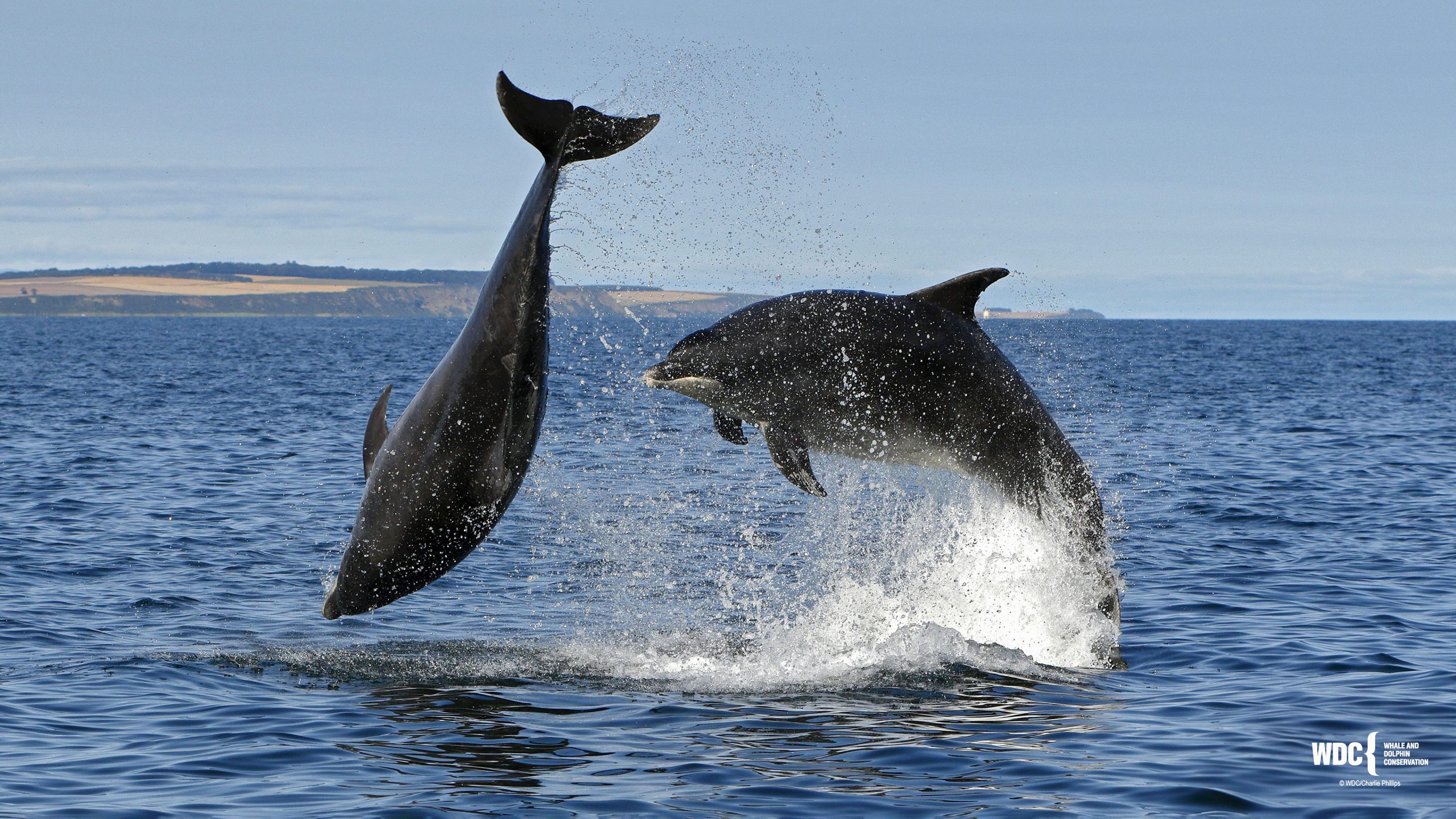 Why are whales and dolphins important for the oceans?