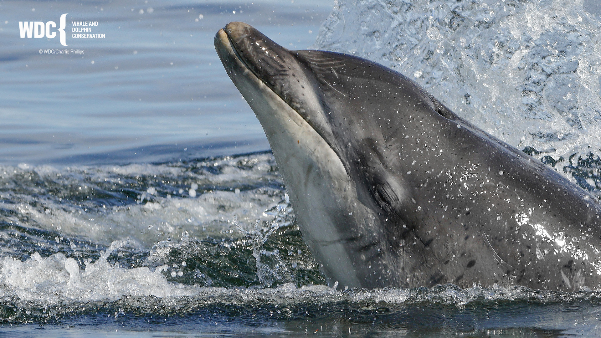 In The Company of Dolphins